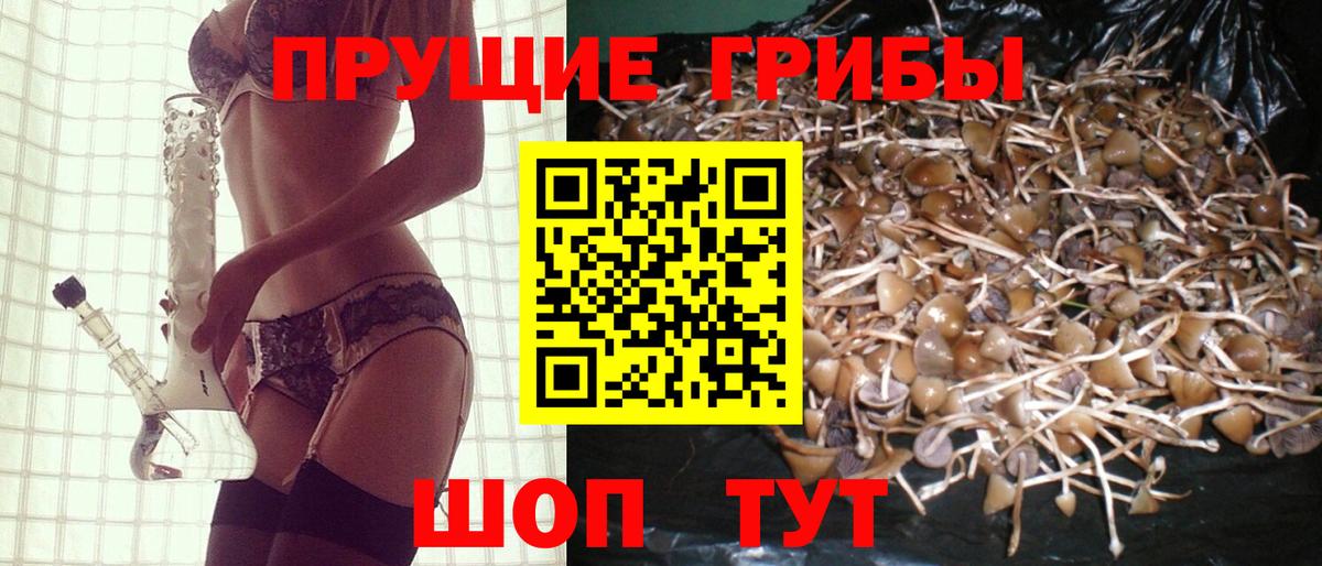 Галлюциногенные грибы Psilocybe Владивосток